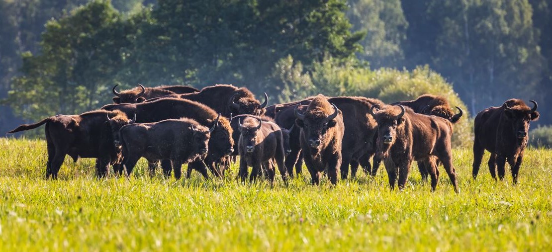 Tvari plėtra praktikoje – mūsų veiksmai aplinkos apsaugai